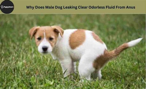 Male Dog is Leaking Brown Fluid – What to Do Next